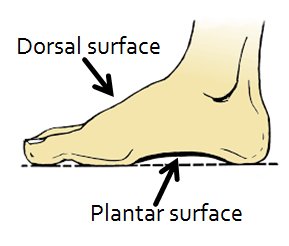 foot anatomy
