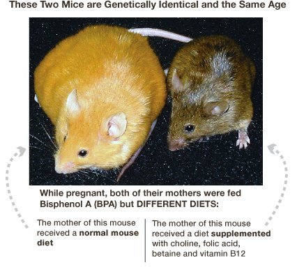 Two mice of same genotype but different phenotype