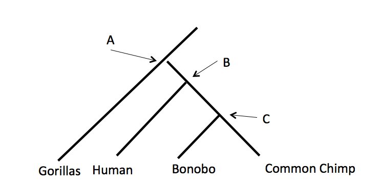 Great Ape Phylogenetic Tree