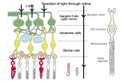 Rods and Cones