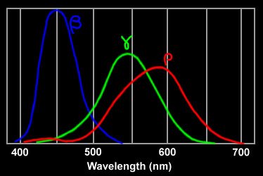 Human Cone absorption spectrum