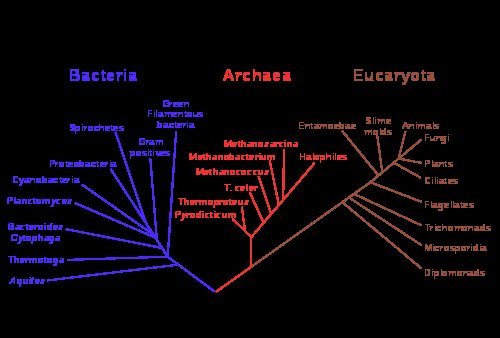 phylogenetic trees of the 3 kingdoms