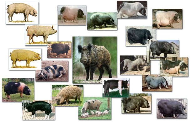 Collection of pigs