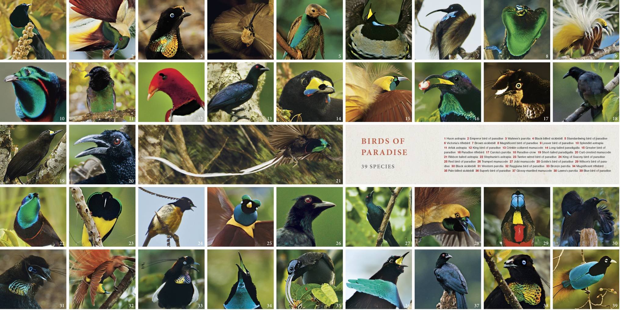 Collection off birds of paradise
