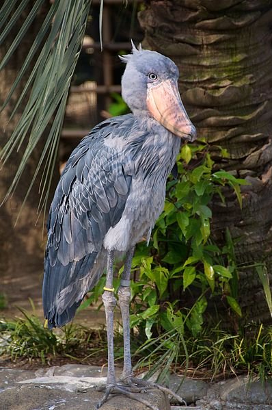 Shoebill in Ueno Zoo, Tokyo, Japan, 2009