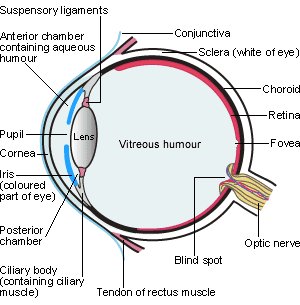 Anatomy of the eye