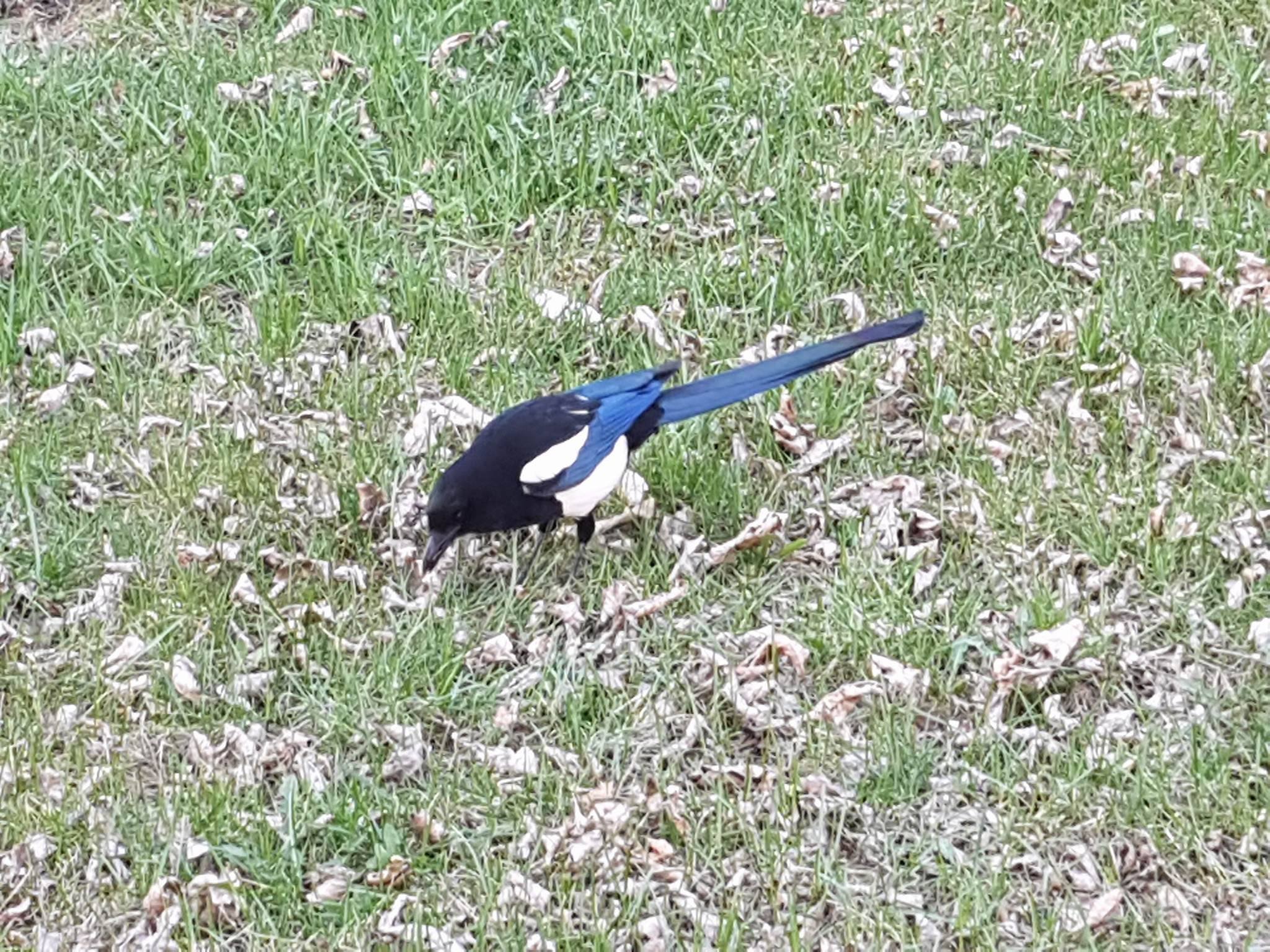 De quelle esp ce est cet oiseau noir bleu et blanc