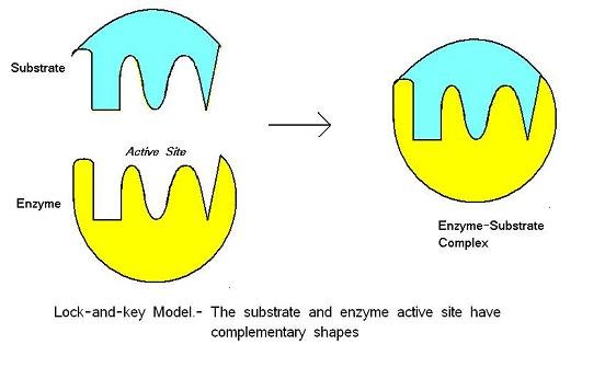 The Lock and Key Model