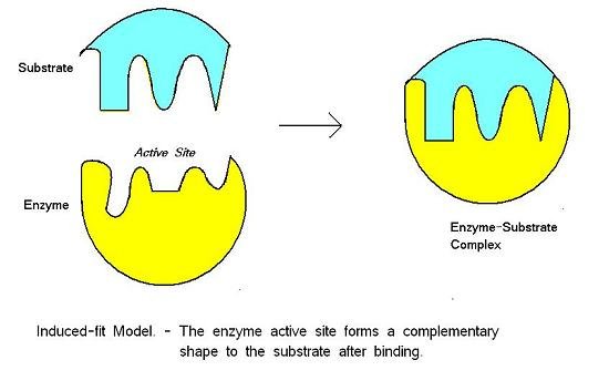 The Induced Fit Model