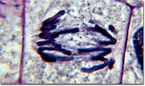 Chromatids pulled towards the poles